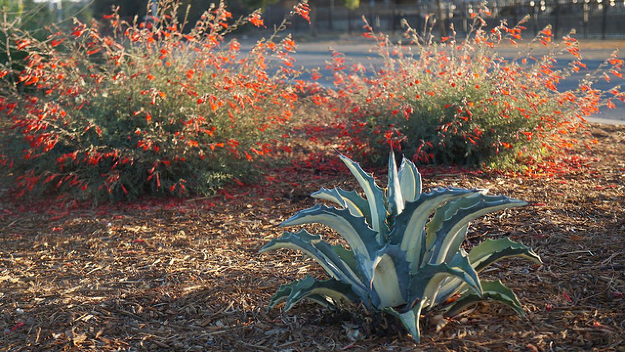Uc Davis Arboretum And Public Garden 35 Low Water Plants You Ve Probably Never Heard Of